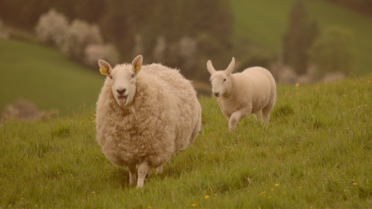 Why New Zealand Keratin Is Superior: Sheep Wool vs Chicken Feathers