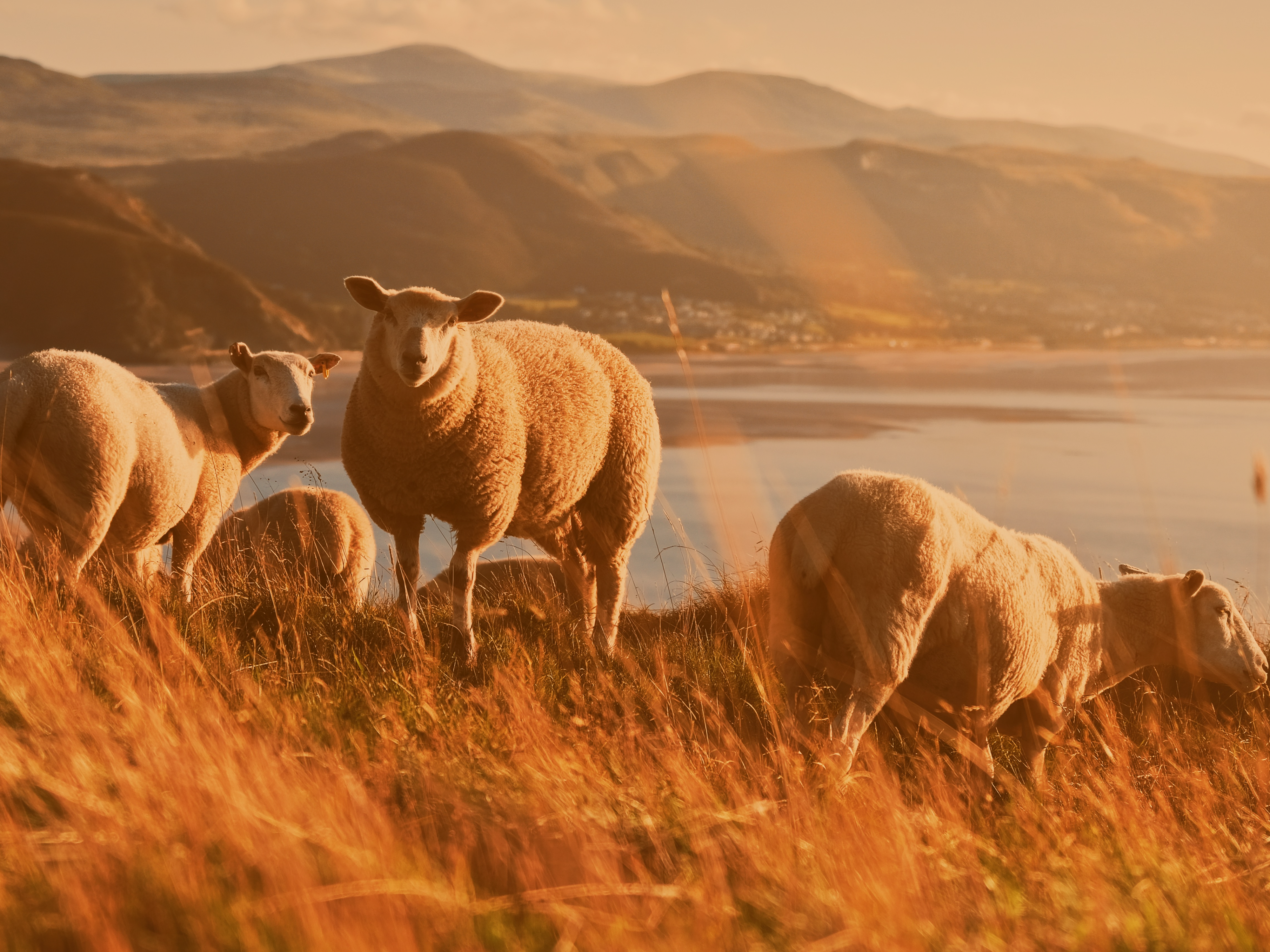 Sheep in fields orange tone website image.png